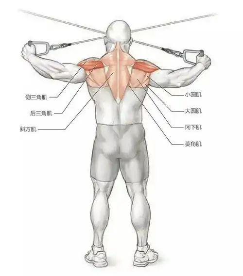 分享常见的肩部训练动作