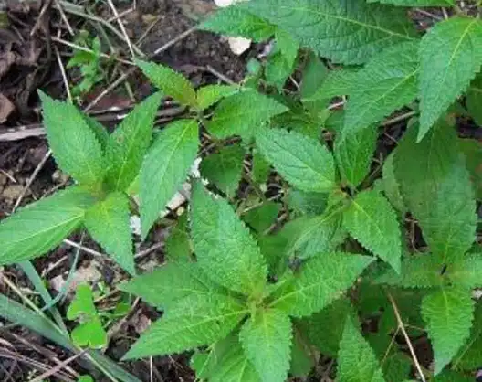 这个民间草药人们称它为土黄连人工种植多全草可入药价值很高