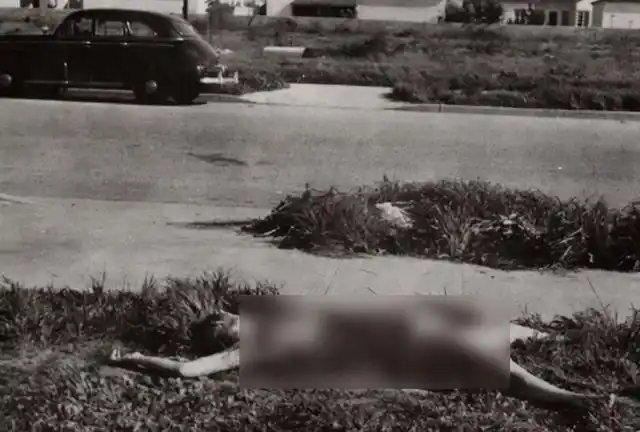 极度惊悚离奇血腥命案:黑色大丽花案