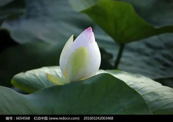 白胖胖的荷花花苞
