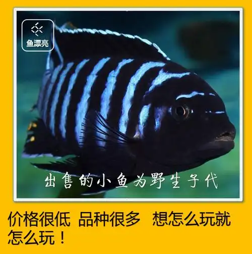 6bvq慈鲷鱼 活体 马鲷岩栖大骷髅非洲王子马湖坦湖布隆迪六间