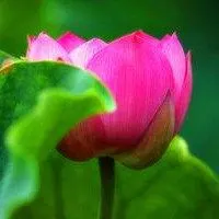 寻找荷花做头像的图片_微信头像图片大全