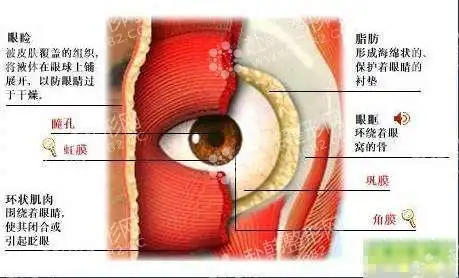 跟着医学生学习解剖眼睑结构