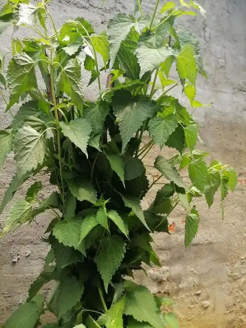 藿香叶拌咸菜,盛夏吃凉面的绝佳搭配,配粥和馒头也是一绝,开胃