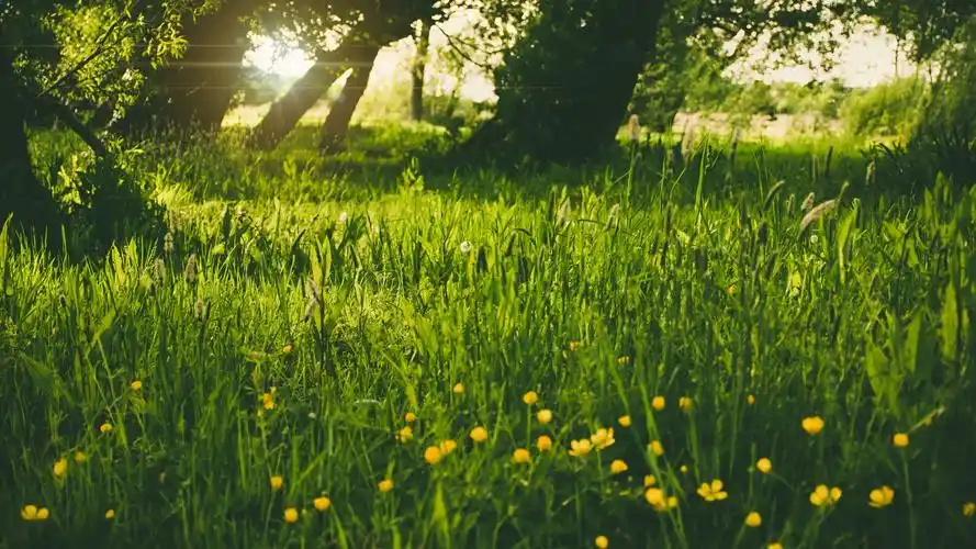 夏天的清新护眼背景,高清图片,电脑桌面-壁纸族