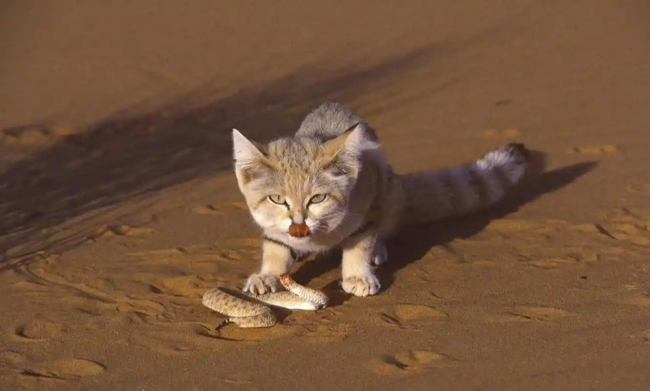 成功猎杀蛇的沙漠猫依然那么可爱[微笑]