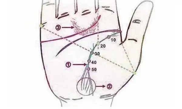 分叉的生命线代表什么不一定不吉利