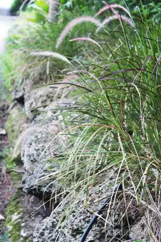 白羽,蓬蓬草或草