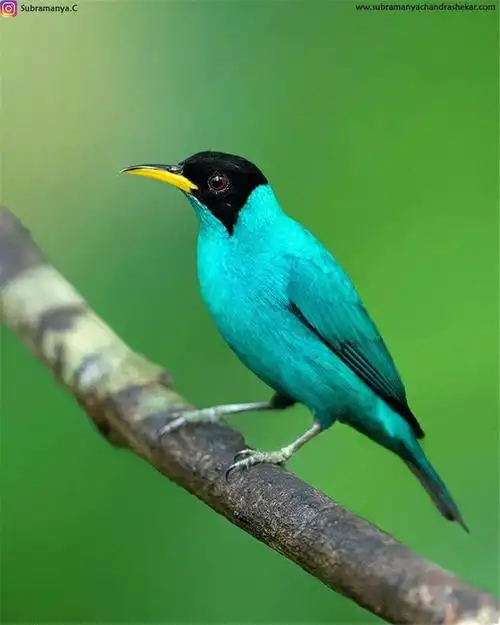 摄影你见过这么漂亮的鸟吗