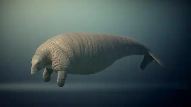 呆萌的斯特拉大海牛