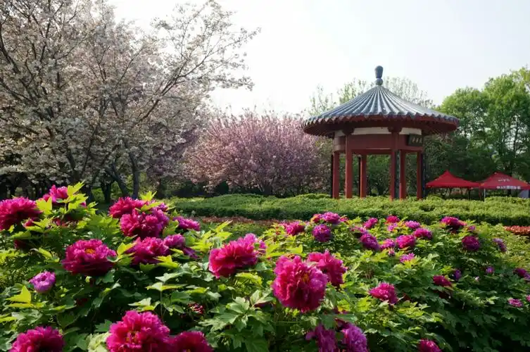 人间四月牡丹开,最美不过洛阳城.