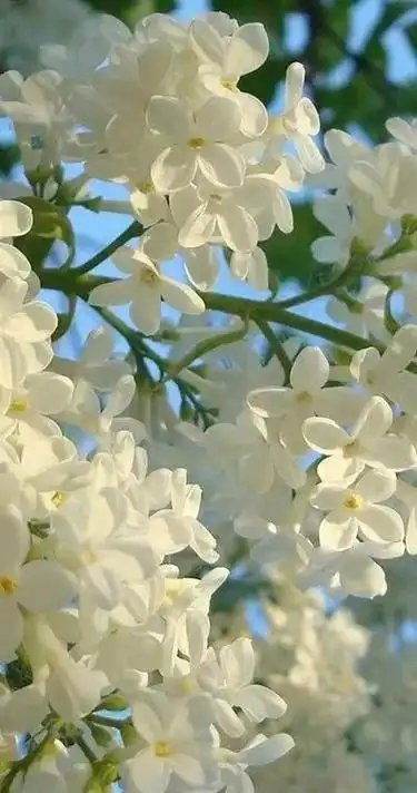 壁纸|满屏唯美的丁香花