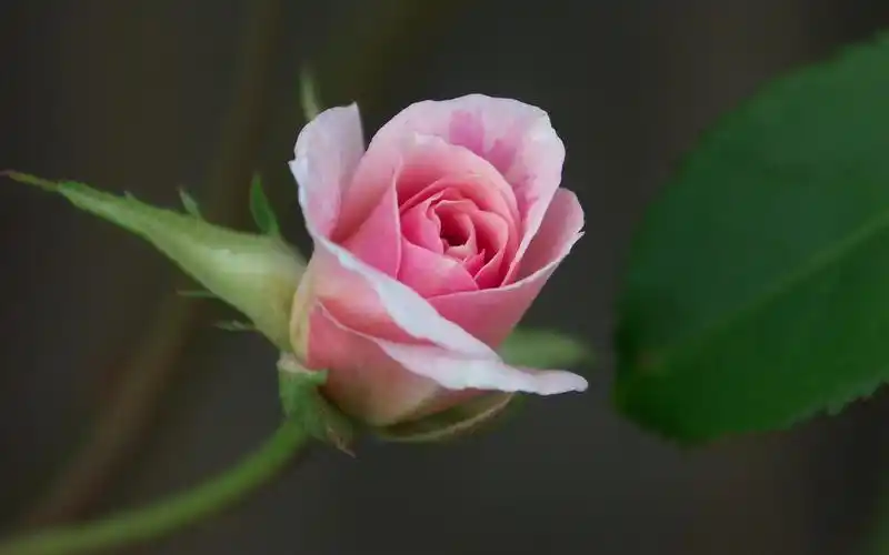 美丽的玫瑰微距摄影植物花卉桌面壁纸下载