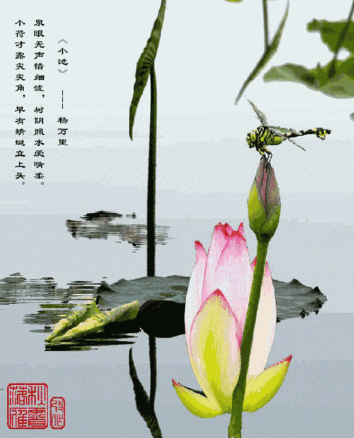 娇嫩的小荷叶刚从水面露出尖尖的角,早有一只调皮的小蜻蜓立在它的上