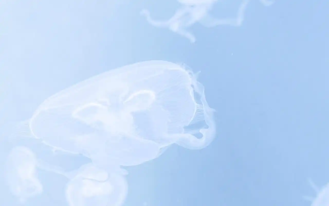 小清新风景静物摄影图片电脑壁纸