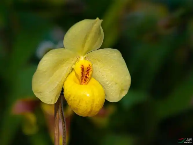 一组兰花黄蝴蝶兰版纳蝴蝶兰杏黄兜兰