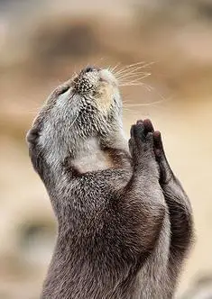 一组动物"祈祷"的图片,水濑双手合十,是种族天赋?