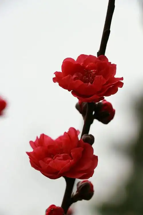 三月桃花红艳艳