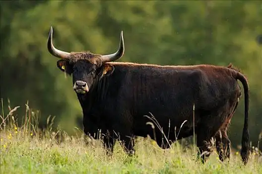 欧洲野牛图片_欧洲野牛图片大全_欧洲野牛图片下载