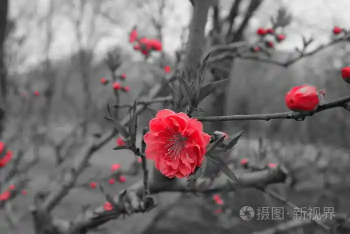 黑白画上的红桃花