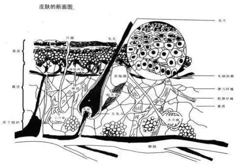 保护皮肤简笔画