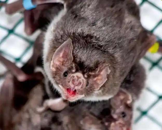 吸血蝙蝠在吸血.图/wikipeida