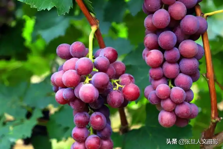 到临汾河里庄采摘一串巨峰葡萄咬一口下去味道醇香听果农咋说
