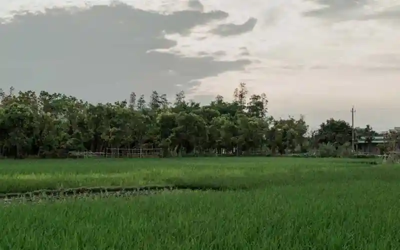 治愈抹茶绿色系ins壁纸