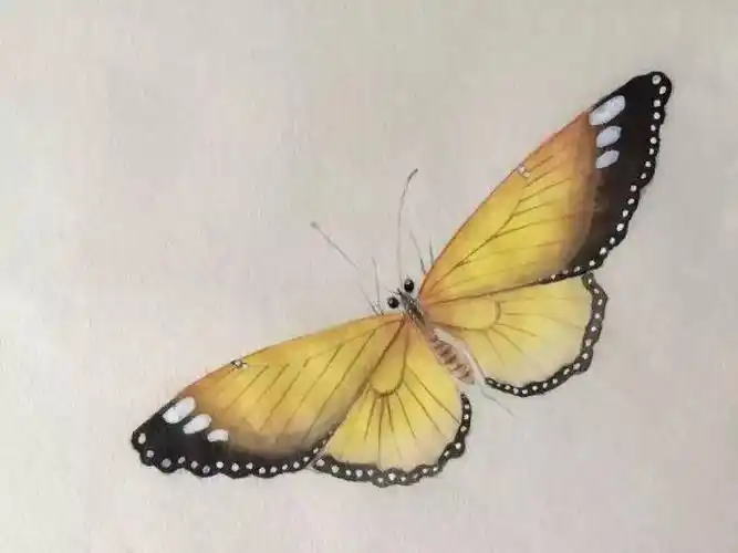 一学就会画工笔蝴蝶