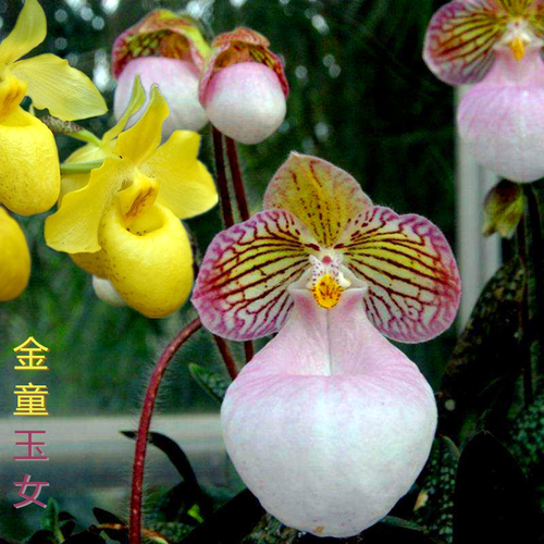 玉女兜兰 金童兜兰 硬叶兜兰 杏黄兜兰 养兰花 花期很长