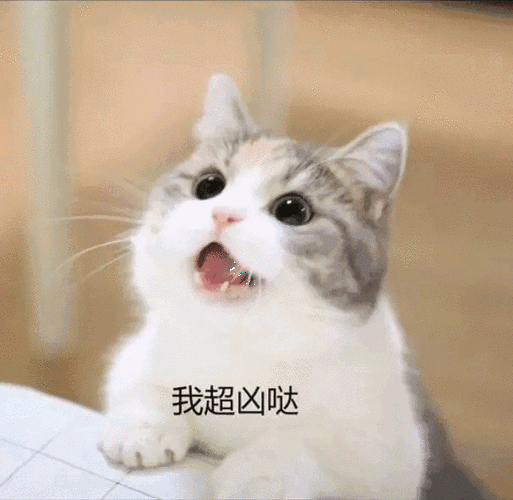 超萌的小奶猫要钱买零食网友给给要什么都给忍不住啊