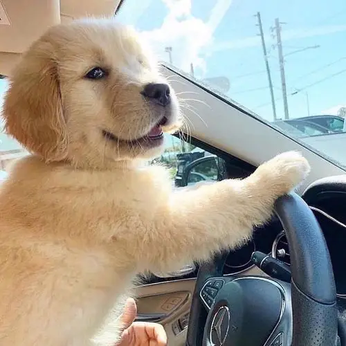 再开一栋可爱治愈头像楼结合上帖共992张已完工