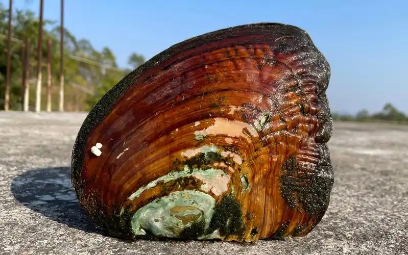 花高价买了两个珍珠蚌,20年的珍珠蚌能开出多少颗珍珠?看看是亏还是赚