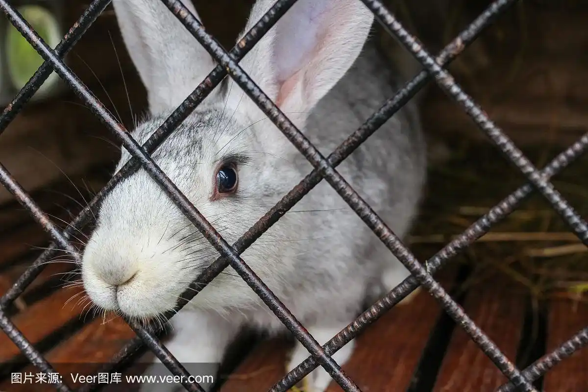 小白兔被关在笼子里