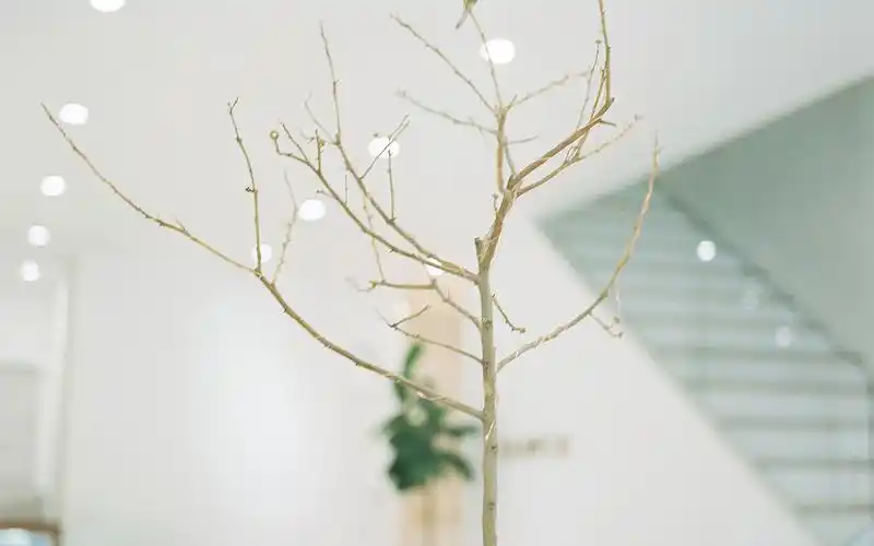 唯美静物高清图片桌面壁纸~~为你的桌面换上一张干净清新简约的壁纸吧