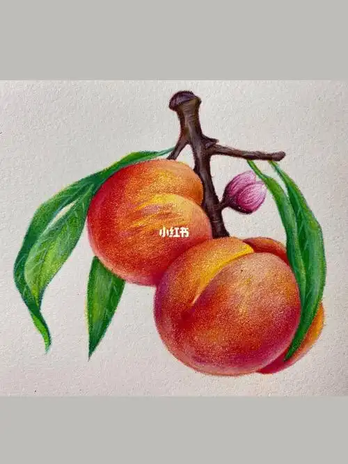 超详细的彩铅桃子画法中秋边赏月边画画