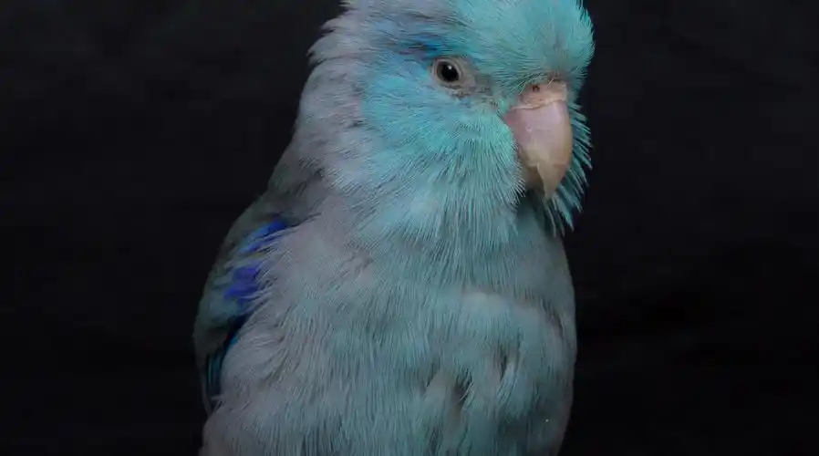 饲养太平洋鹦鹉的十大注意事项
