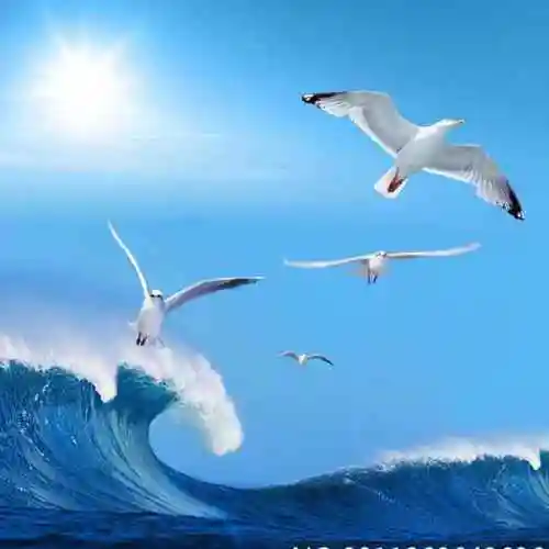 海鸥123420962头像