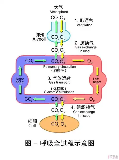 1-呼吸全过程示意图 .jpg