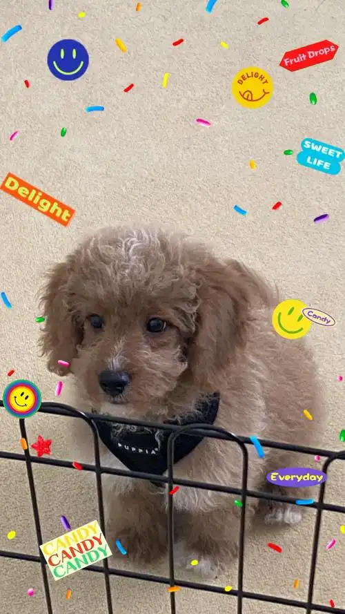 可卡布小狗狗回家一个月啦新手养狗