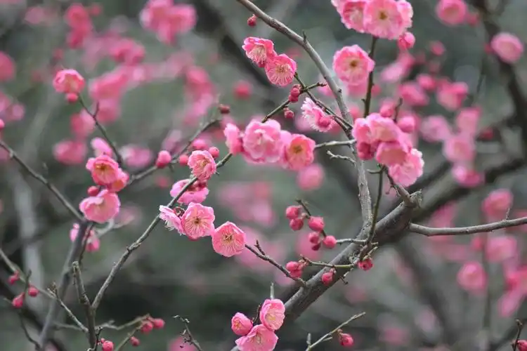 梅花朵朵开,摄于常州红梅公园内