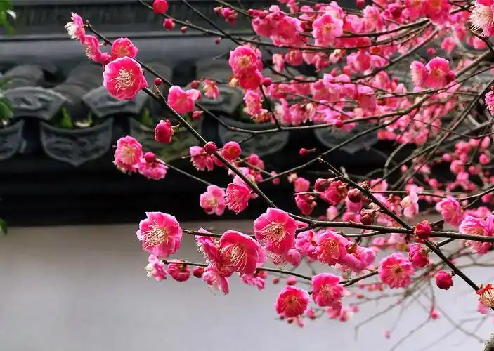 其它 梅花朵朵开 写美篇照片来源:老王.小王.老郑.