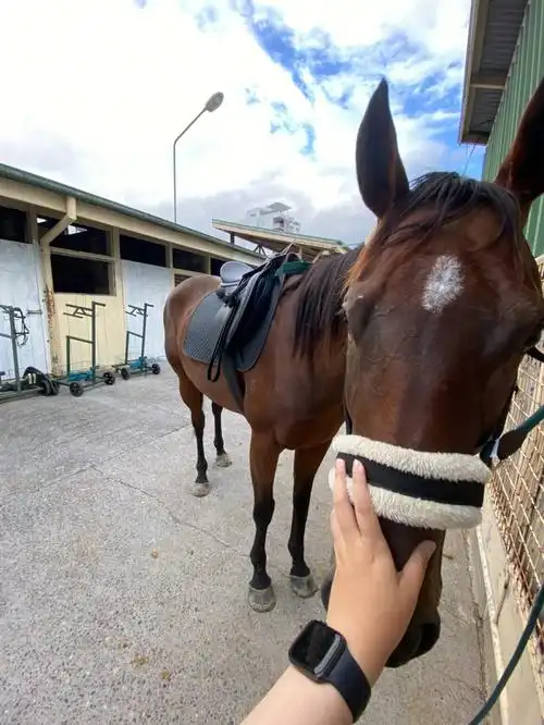 又是用新来的马训练