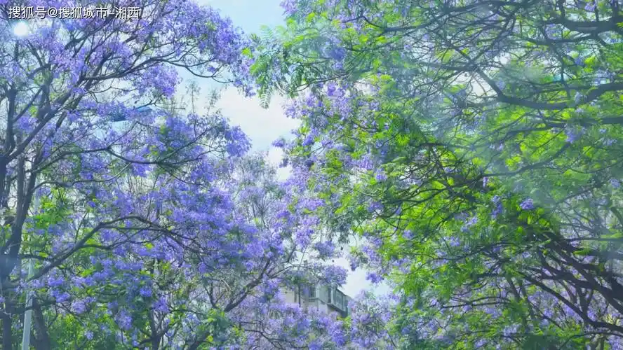 火爆抖音的昆明教场中路你还没看过