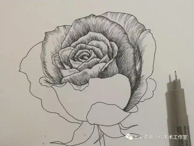 线描绘画教程——《玫瑰花》_线条