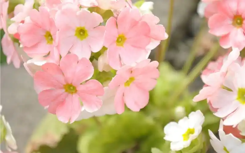 《我允许》-海灵格 day2 @小仙女聚集地吖