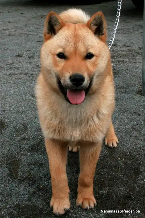 p>艾努犬,别名北海道犬(hoodeddog),类似秋田犬,但体形略小,头部像