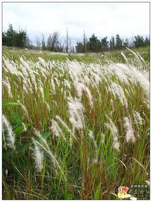 0获赞数:4lv2 擅长:暂未定制 向ta提问私信ta 说的是这个吗, 这是茅草