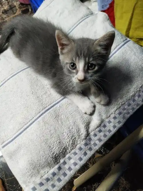 蓝猫串串免费送靠谱铲屎官