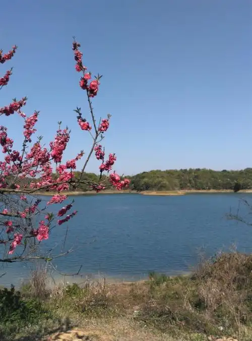 武宁西海花源谷烂漫桃花山水间